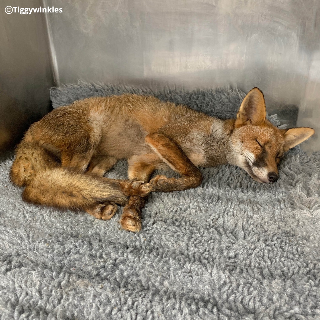 This fox was brought in when she was found very thin, weak, & dehydrated in someone’s garden. Our veterinary team immediately started her on fluids & provided her with food & she is already doing much better. She'll stay with us for a bit more rest & then will be released.