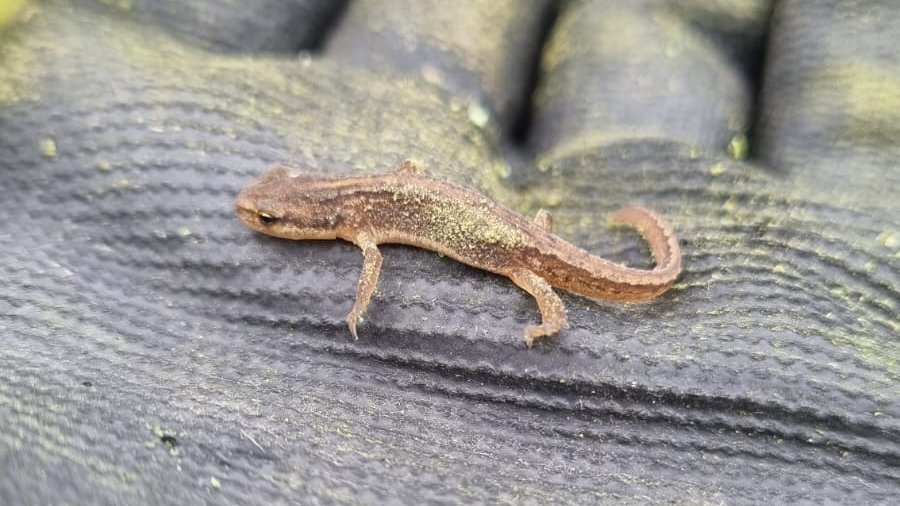 Charley captured this great photo of a juvenile newt making its way out of one of our ponds. #Newt tadpoles stay in the ponds during the spring and summer and then they develop into juveniles capable of leaving the water. #AmazingPhoto