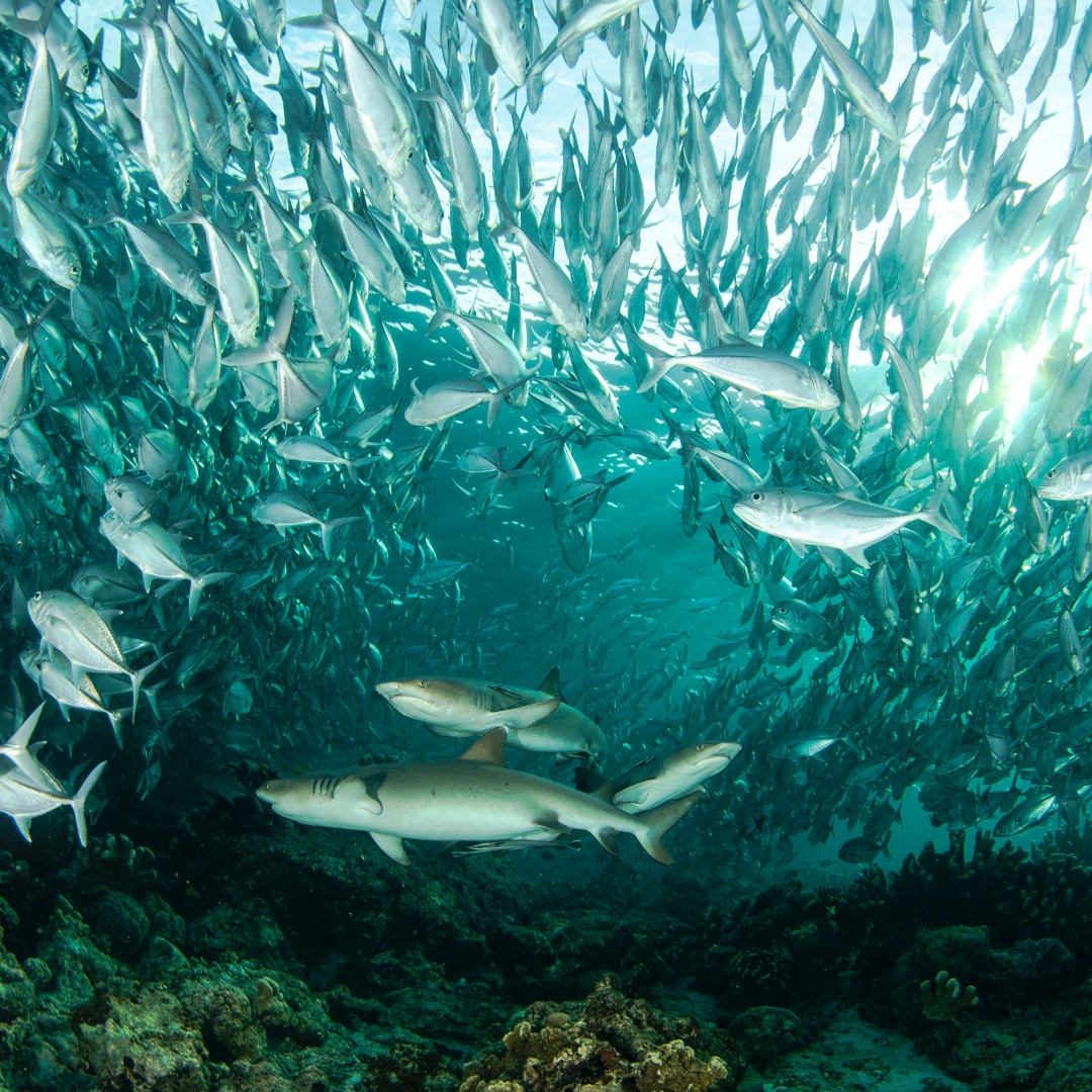 How to minimize predator energies in your #life. 🦈
magicofjoy.com/bluebeard-pred…
#joy
#selflove
#selfcare
#selfawareness
#gratitude
#manifest 
#inspiration
#womenempowerment
#childless
#mentalhealth
#empath 
#love 
#thriving
#beyourself
#mindset