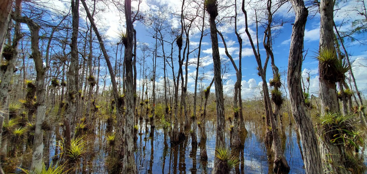 The University of Miami is searching for a new faculty member in Ecology and Evolutionary Biology. For more information about this open-rank position see: tinyurl.com/EEB-search. Applications are due by 10/15/23.