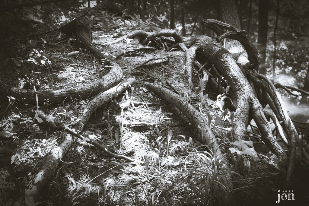 The roots grow deep!
.
.
#jenjustshoots #geo #texture #interiordesign #texturedesign #treedesign #naturephotography #nature #naturelover #visualart #art #wallart #artistoftheday #burlont #outdoors #walk #roots #tree #creek #blackandwhite #blackandwhitephotography #bwphotography