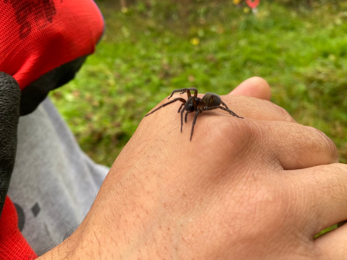 Apologies to any arachnophobes out there!! Our Reserve Officers wanted to identify this rather large #Spider, we thought possibly a tube web #Spider but they are usually found further south or a black lace weaver? What do you think ?