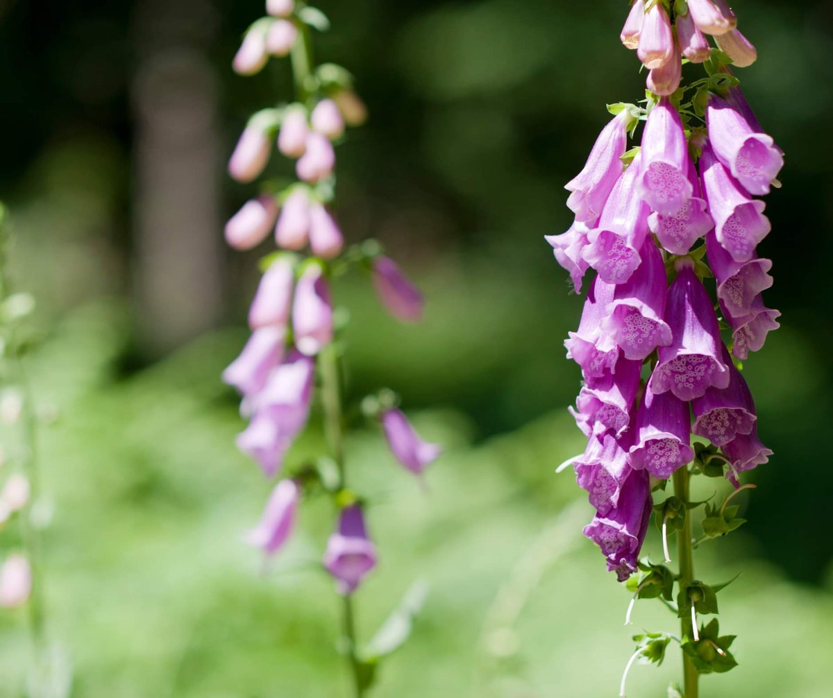 birdersjournal's tweet photo. Foxglove (Digitalis purpurea) are a charming wildflower found across the UK. Its tall spires of pink-purple, bell-shaped flowers add a touch of natural elegance to the countryside. 

What do you think of Foxglove?

#foxglove #ukplant #horticulture https://t.co/lSRPnl5SKe