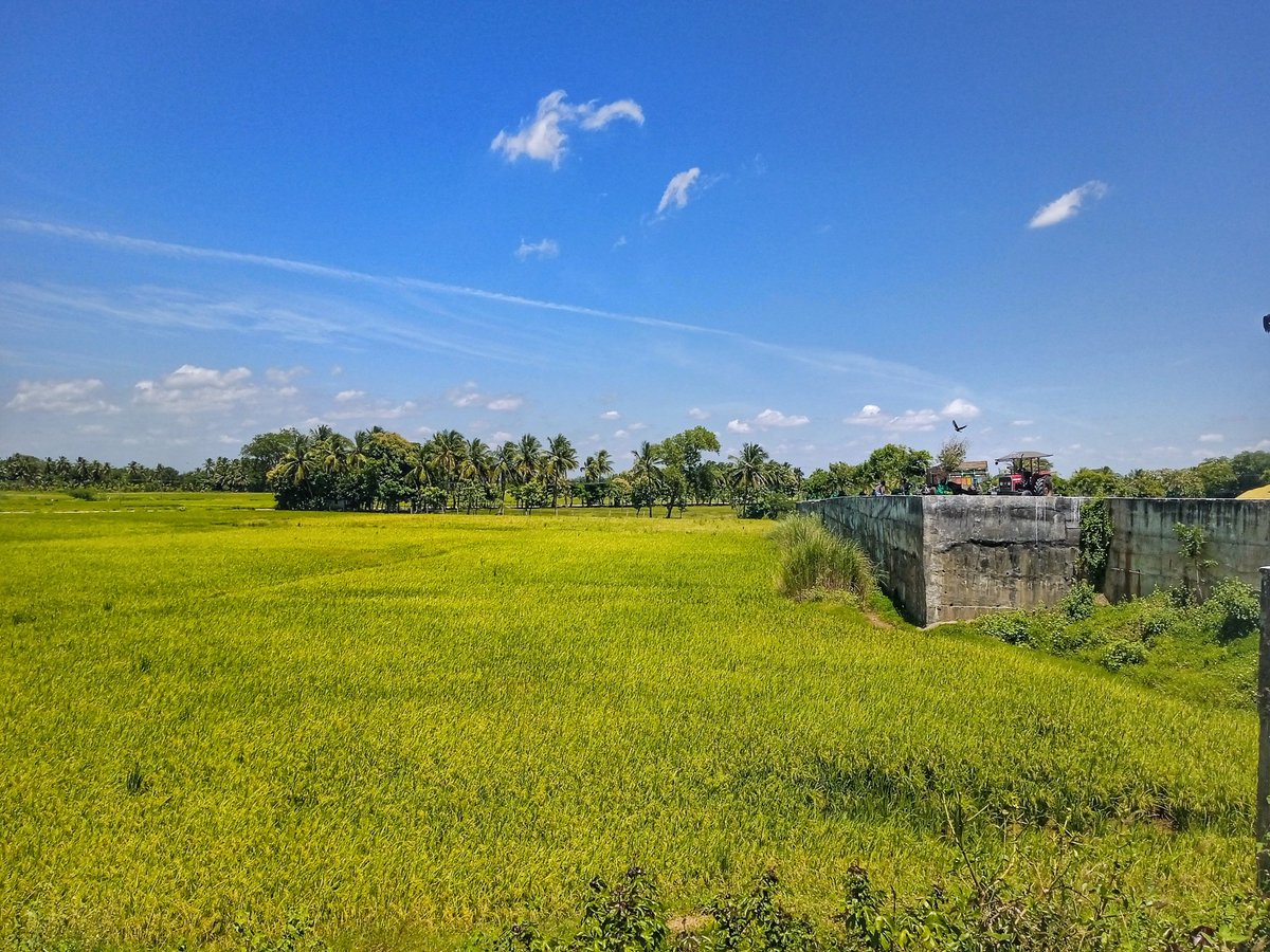 UpdatesTanjore's tweet image. Beautiful Vannarapettai Village (P), #Thanjavur 💚 

#GrandAnicutCanal #PaddyFields