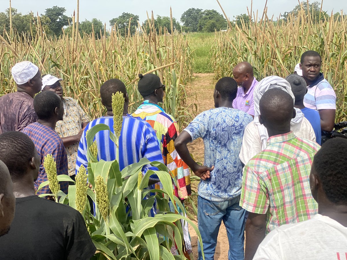 Du 29 sept au 2oct, l’<a href="/isra_ceraas/">ISRA/CERAAS</a> et l’<a href="/cgiarclimate_WA/">AICCRA en Français</a> organisent à Méouane,Dagua Birame et Koumpentoum des journées portes ouvertes pour montrer les innovations de la recherche avec l’implémentation de parcs de technologies agricoles.#Agriculture #Innovation #AICCRA #ISRA