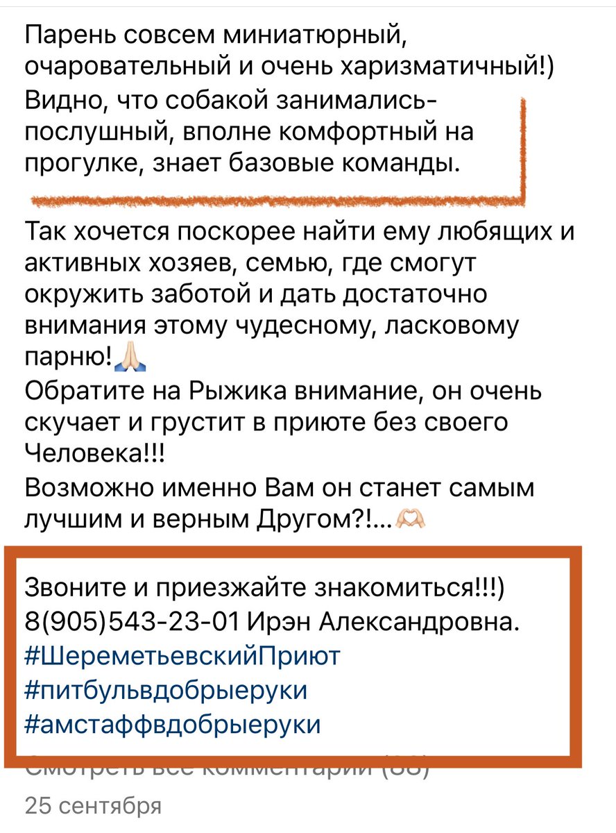 Вот такой солнечный мальчик попал в приют после смерти хозяина. Миниатюрный, ласковый Рыжик оказался никому не нужным 🥲.Москвичи и подмосквичи , присмотритесь - возможно это ваш друг , который будет любить вас безусловно 🩷