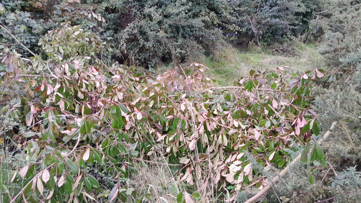 We have some #FlyTipping of green waste at our reserves, and would just like to remind everyone that even tipping grass cuttings is fly tipping. This pile which was tipped recently included species of laurel which is a non native invasive species and can harm #Habitats.