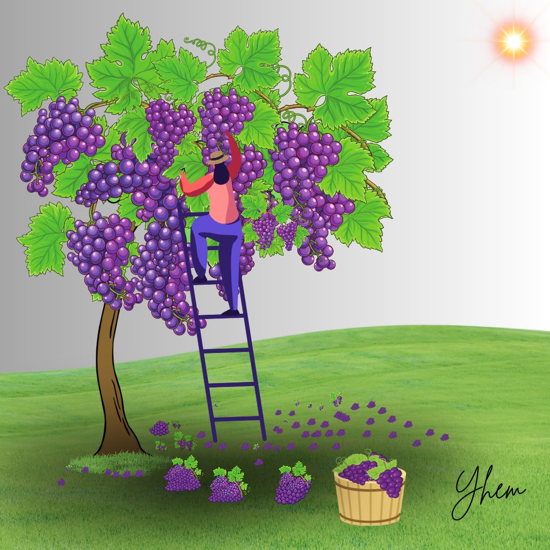The Harvest 🍇🧺

#Harvest #grapes #redgrapes #grapeseason #october #harvesttime #fall #ilovefall #autumn #illustration #illustrator #illustrationdaily #kidlit #yhem #yhemspeaks