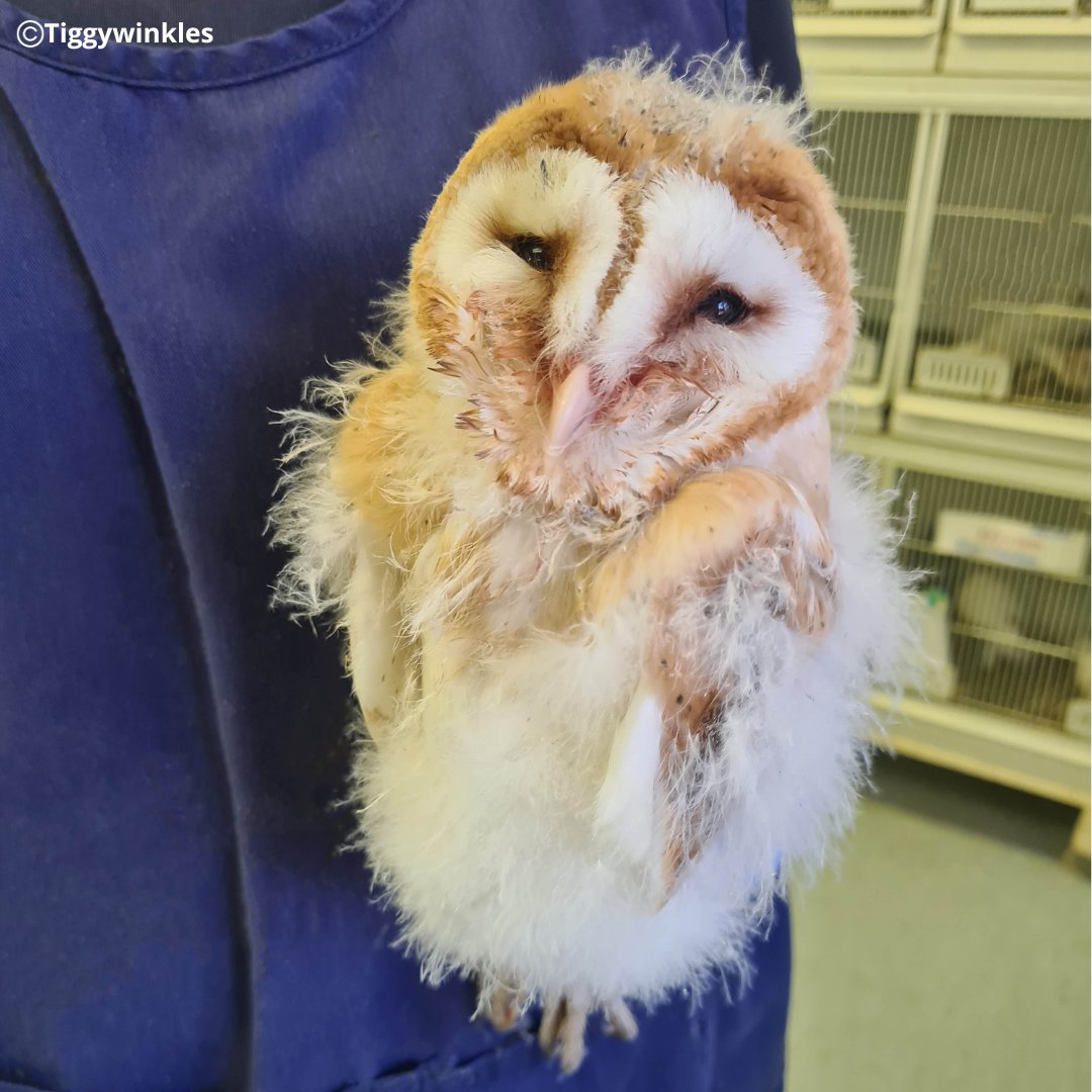 We recently had 4 juvenile barn owls brought in when their nest was damaged. They've been checked over for injuries & fortunately are okay. The smallest of the 4 was a bit weak so is spending time in our bird nursery to be fed regularly & monitored more closely before release.