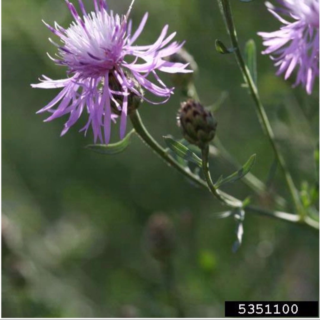 Spotted knapweed is widely distributed in all 50 states &amp; Canada.  Native to Eurasia, this weed was likely introduced via alfalfa, clover, &amp; possibly in soil that was used as ship ballast. 

fs.usda.gov/detail/shoshon…

#WSSA #weedscience

📸 : bugwood.org