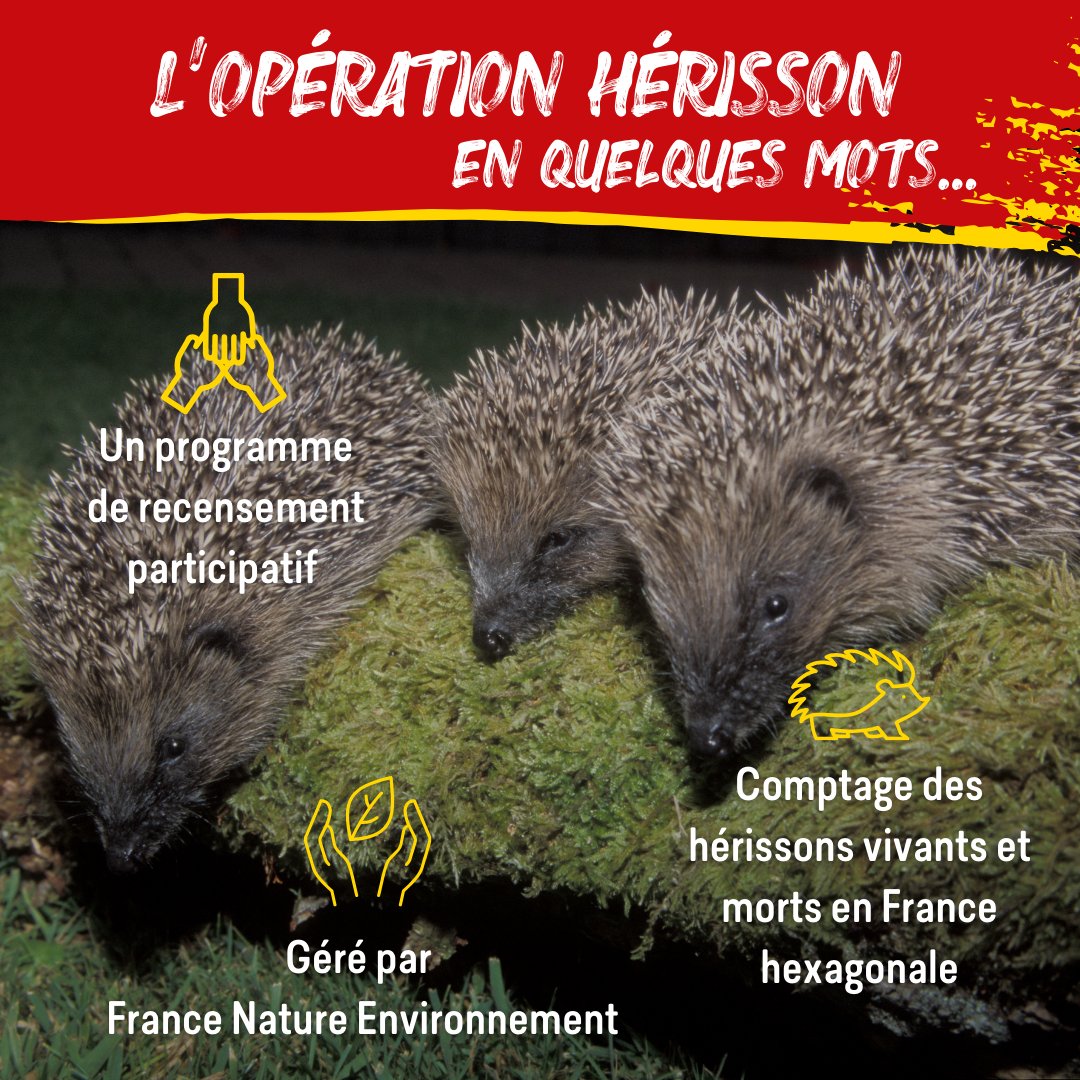 FneIDF's tweet image. 🦔 Saviez-vous que le #hérisson est une espèce protégée ? 
Rejoignez #OpérationHérisson pour contribuer au suivi annuel pour : 
- améliorer les connaissances sur l'espèce et les mesures de préservation
- sensibiliser aux gestes adaptés 
👉RDV sur herisson.fne25.fr