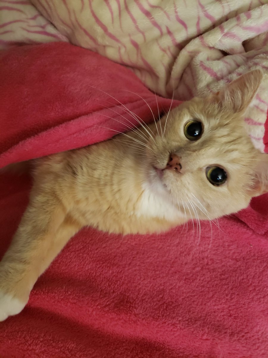 GordonHarmony's tweet image. He needs food  !  IMMEDIATELY !

LOVE &amp;amp; understanding from Beegee.   The bowl must NEVER be empty! 
#CatRules