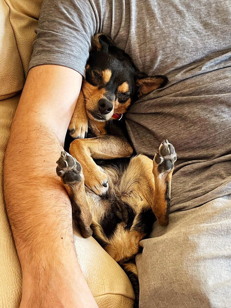 deceroadoptauno's tweet photo. ¿Se puede ser más adorable? 🥰 Está claro que las fotografías no le hacen justicia a Fede… No sólo es bueno, sociable y cariñoso, sino que también es una máquina de mimos. ¡Es un amor!

Si quieres conocerlo, llámanos al 609.146.904 o escríbenos a info@deceroadoptauno.com 💚 https://t.co/OzNSagMR4H
