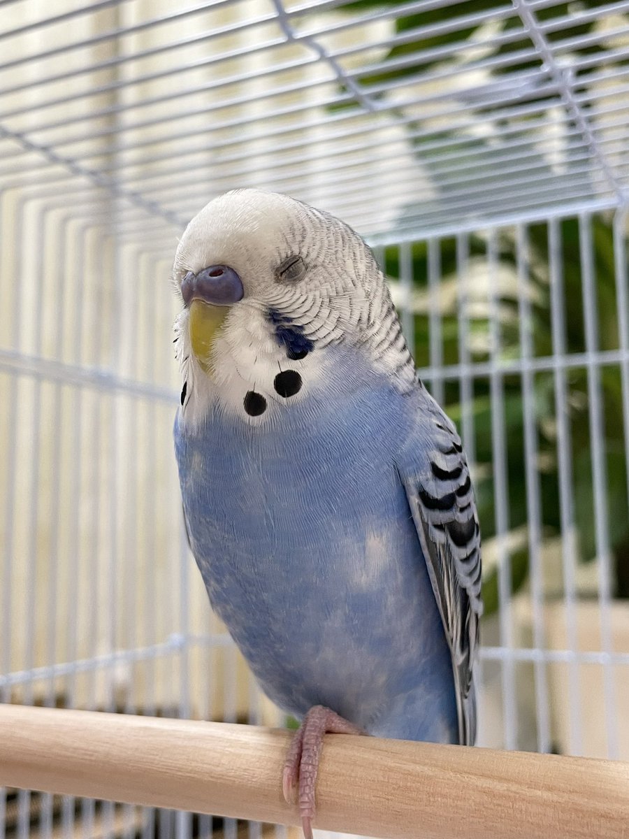 凛々しいルリ

#セキセイインコ
#インコ