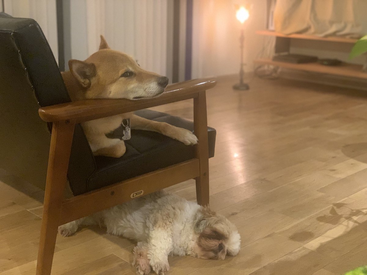waonstagram's tweet photo. いぬもちりん
#犬用CBD
#CANNIMAL
#カンニマル https://t.co/xHMeGPaKwb
