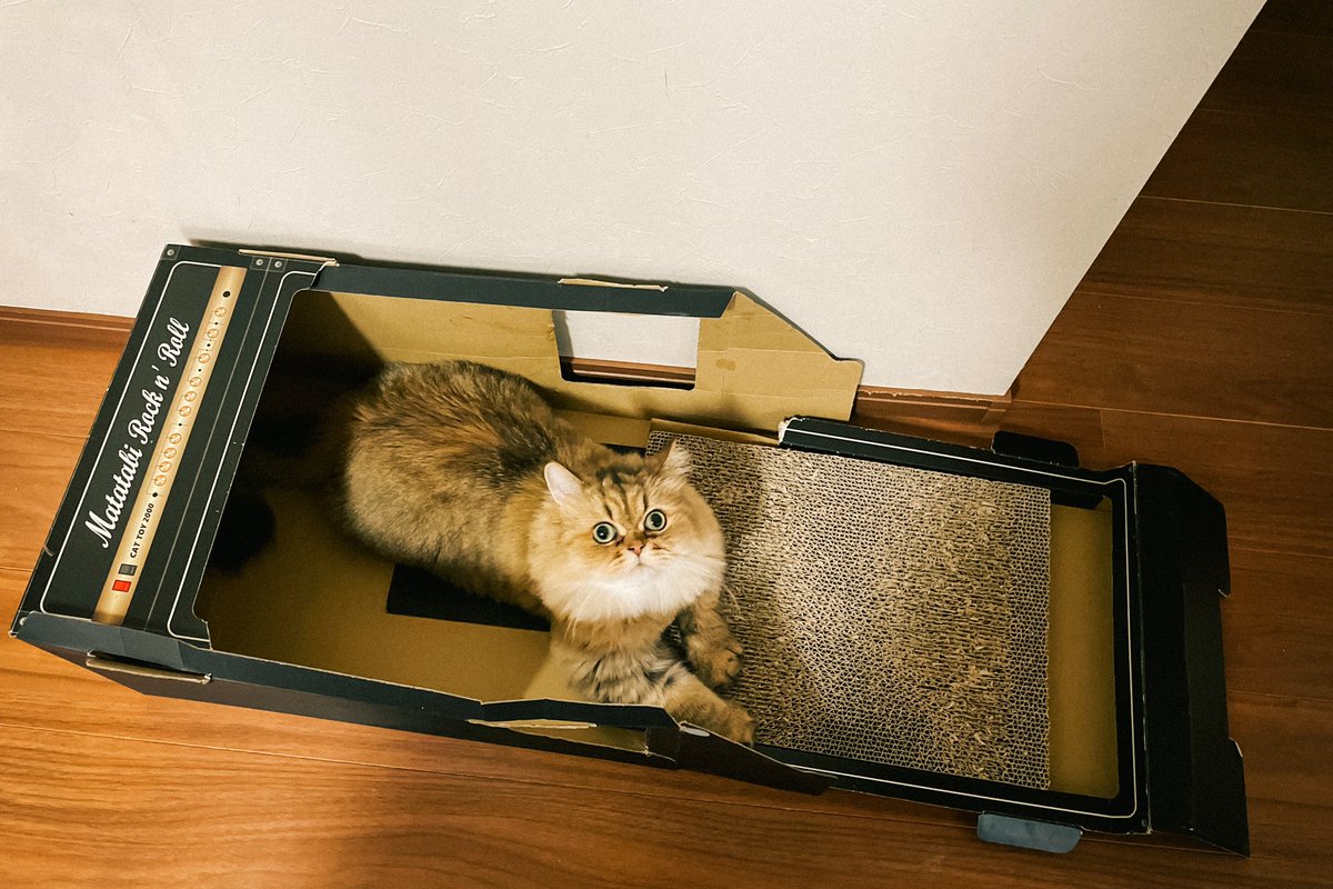 takeaaah's tweet photo. うちの茶色のピートタウンゼントがマーシャルをぶっ壊してしまったので、新しいアンプを新調したぁ〜。
フェンダーのデラックスリバーブにしてみましたぁ〜❤️
白いスティーヴィニックスもお気に入りですぅ〜❤️ https://t.co/311f3M5tji