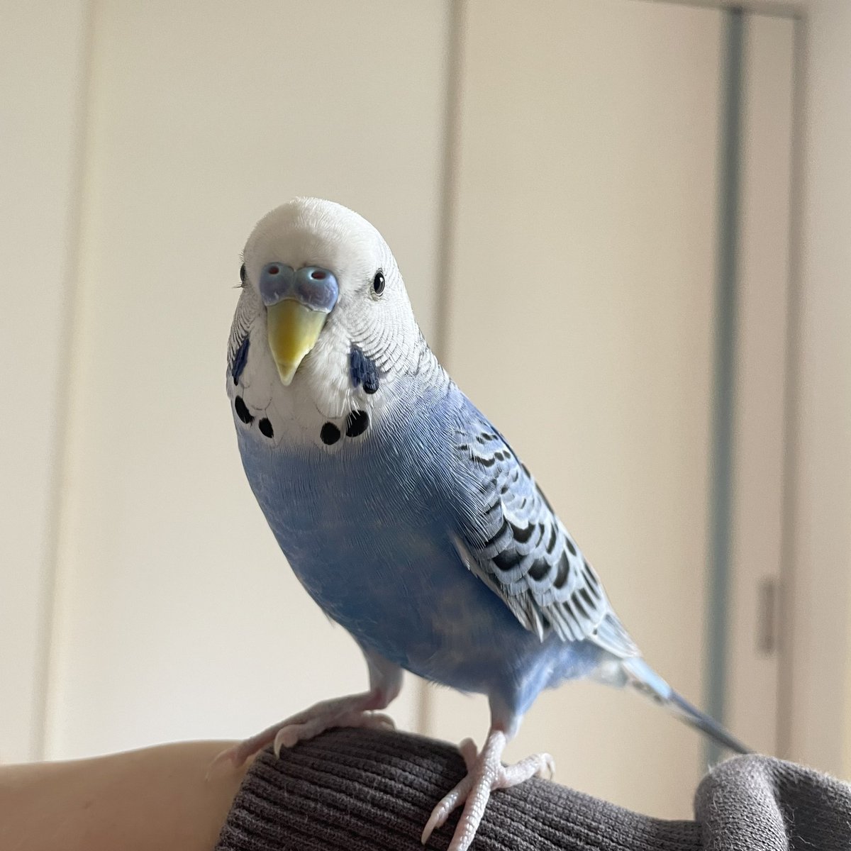 まつ毛長いね👀

#セキセイインコ
#インコ