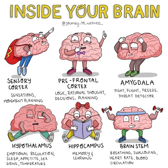 tbionelove's tweet image. Here are the different areas of our Brain with some description to help understand their functions. Enjoy 🧠 ❤️

One love
#brain #loveyourbrain #useit
