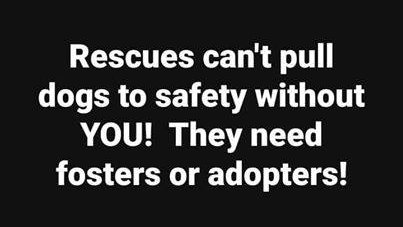 @TAnimalPledges #Foster 🐕‍🦺 #Adopt 🦮
#Rescue 🐕 #Pledge ❤️
*Fostering is free & temporary
*Adoption is forever cause  pets are family
*Just like us, all shelter animals need to decompress before they  get used to everyone's routine at home. So please be patient & understanding. 
🏡 👨‍👩‍👦‍👦  🥎  🐕🌳