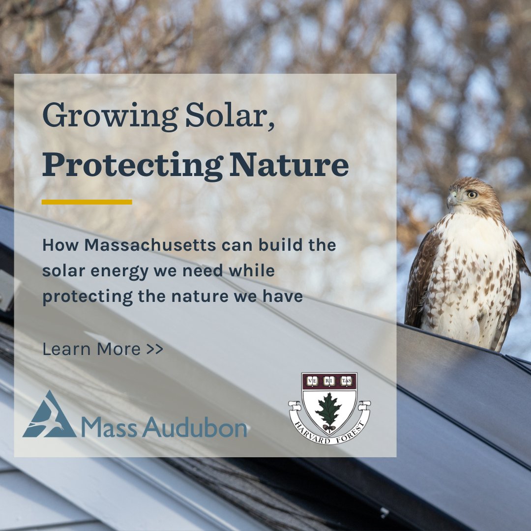 MassAudubon's tweet image. We’re thrilled to announce the release of "Growing Solar, Protecting Nature," a major report published by @MassAudubon and @HarvardForest on how Massachusetts can build the solar energy we need while protecting the nature we have.

massaudubon.org/growingsolar