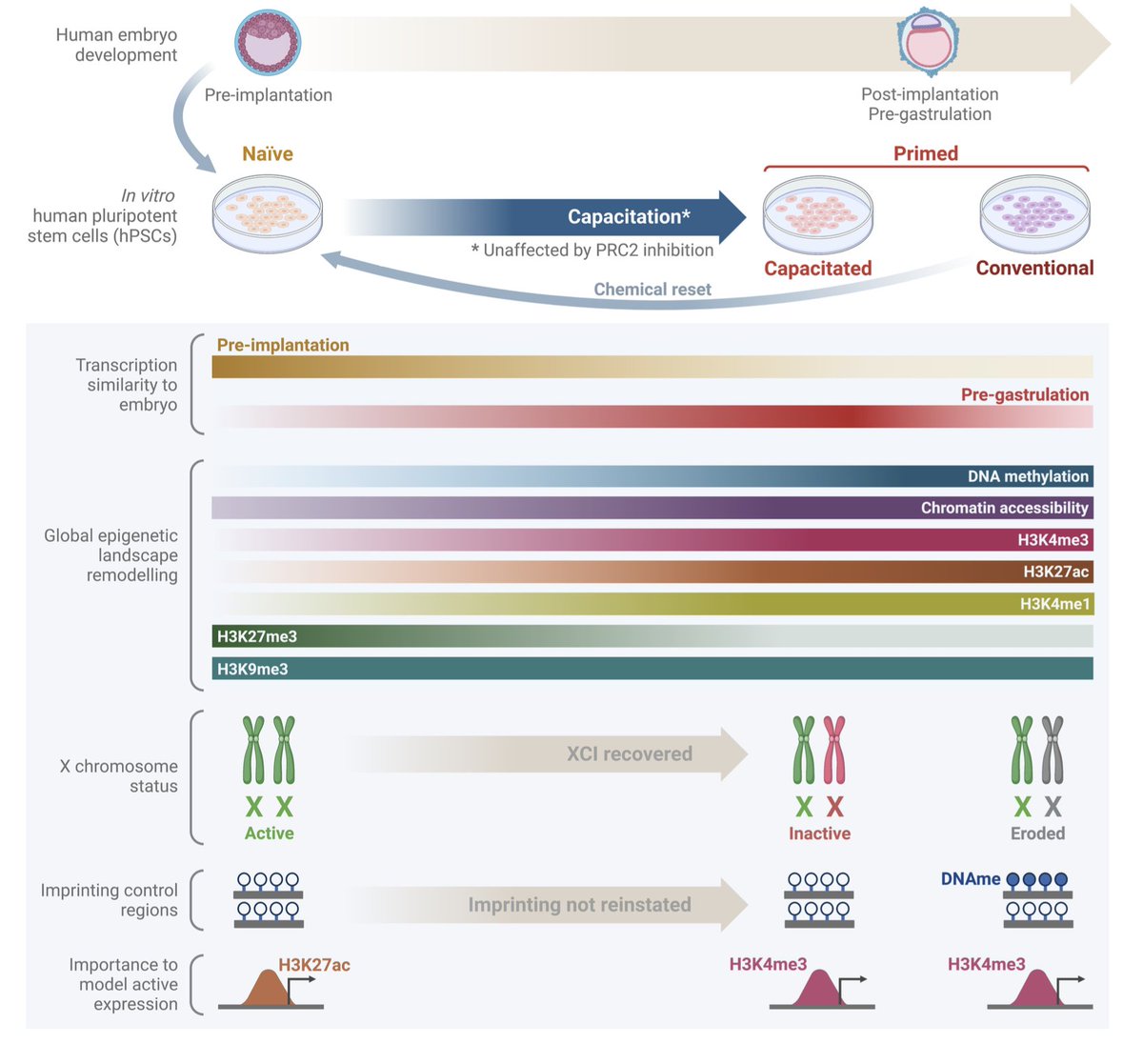 MariaRostovsk's tweet photo. Paper alert: we used hPSCs to recapitulate human epiblast #development and characterised the #epigenetic dynamics. Happy to have my first manuscript as a senior co-author! Great collaboration @vonmeyenn_lab Austin Smith @EddaGSchulz @ReikLab @BabrahamInst  https://t.co/xPDJY3aCVU https://t.co/mchm408zmj