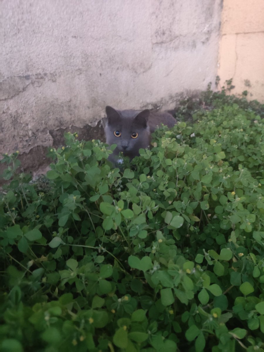 KCB Habysss tweet media