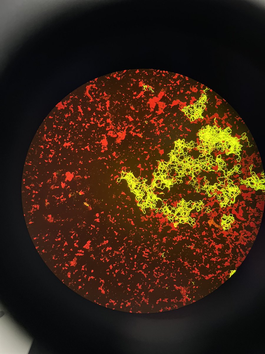 Ernest Mutengesa tweet media