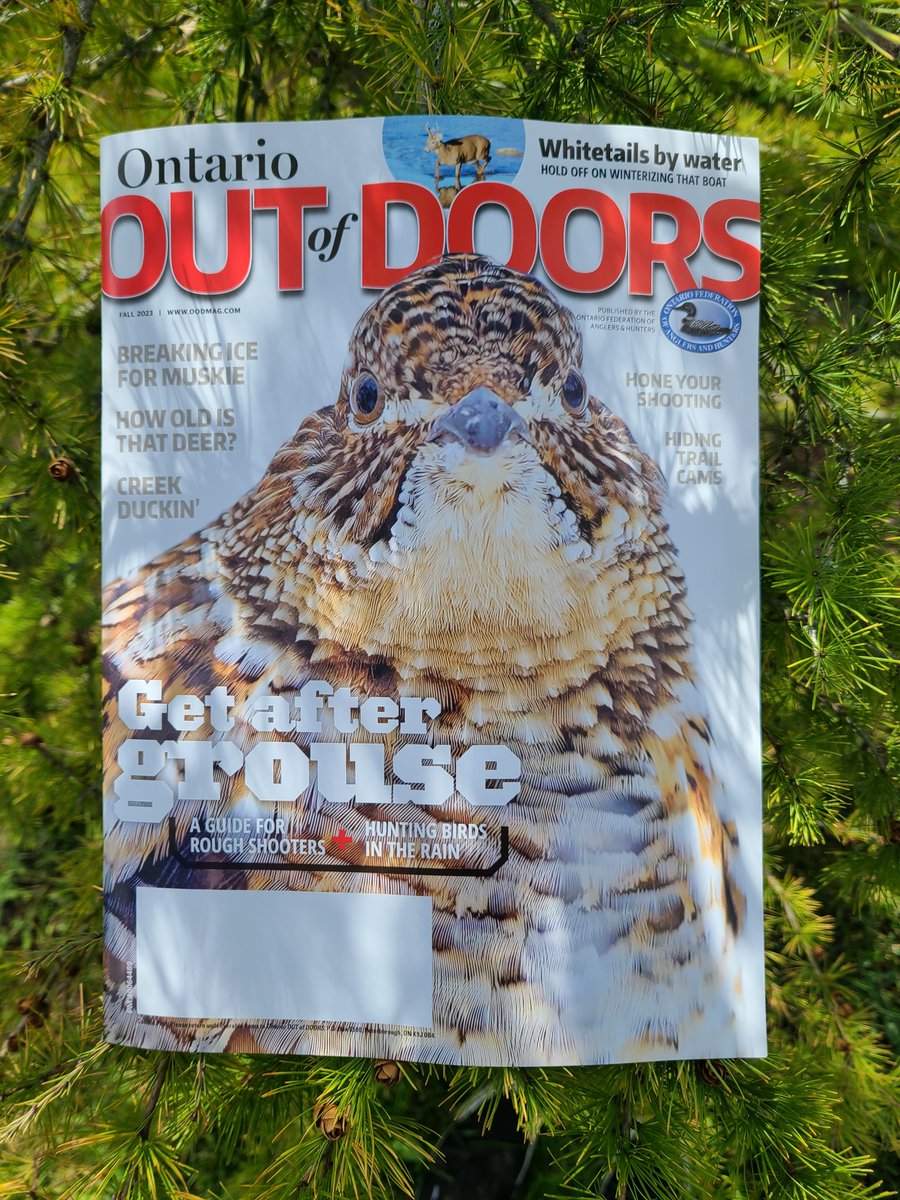 OODMag's tweet photo. Read how to break ice for muskie, hunting near water, plus much more.
Find a copy of the Fall 2023 issue on a newsstand near you.👇
@ofah
https://t.co/HxRfOp0Mv8

#Hunting #Fishing #Outdoors #Fall #October #CanadianReads #Grouse #TrailCam #Recipes #HuntingTips #OutdoorsRead #News https://t.co/HZZKOezceK
