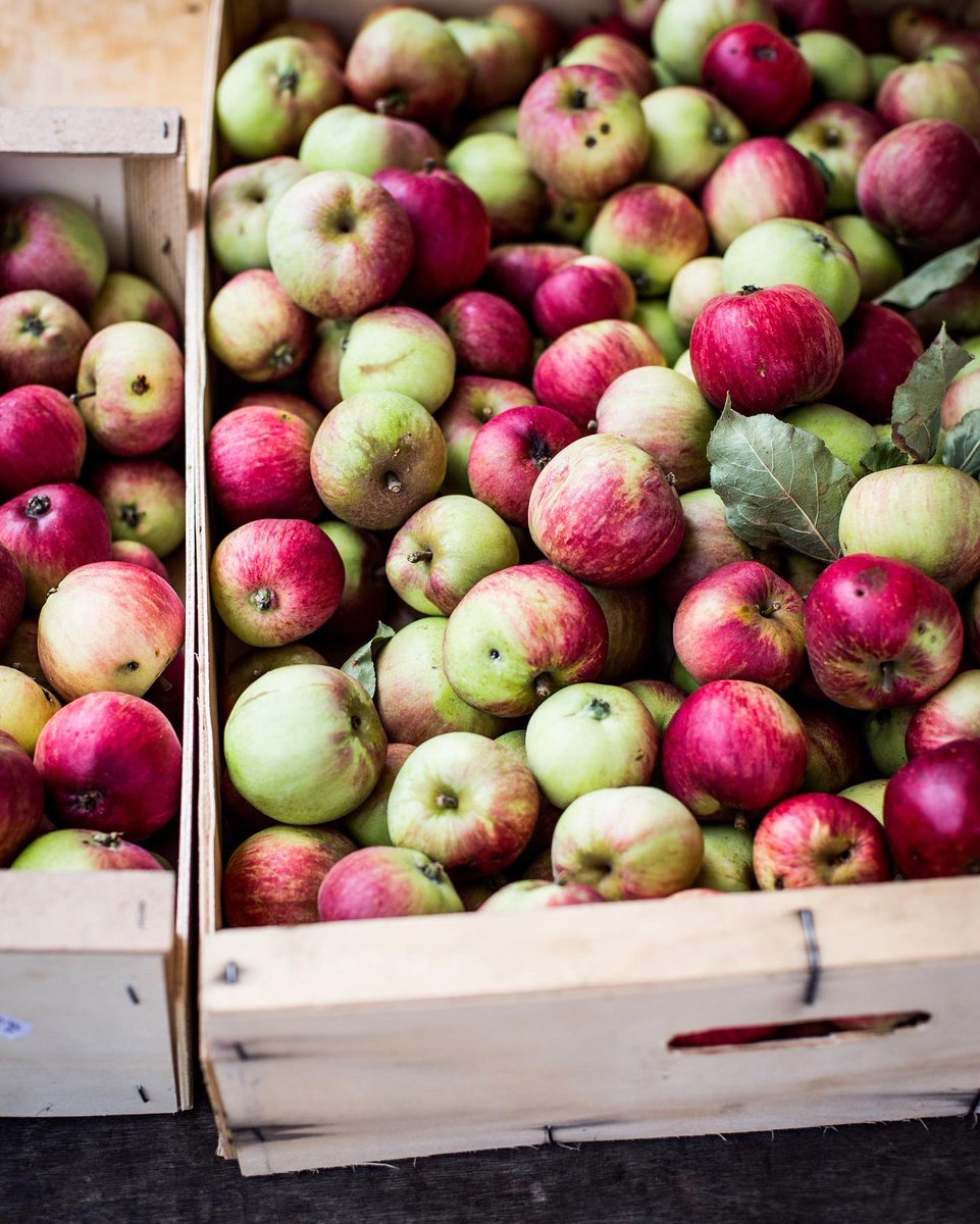 Food Gatherer tweet media