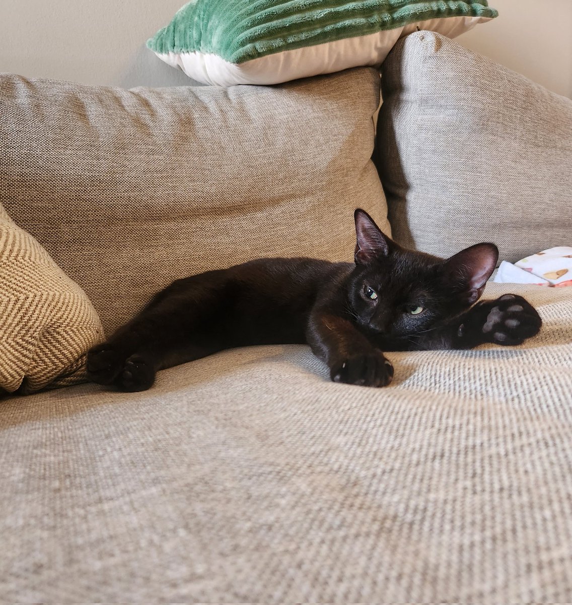 DontShowYourCat's tweet image. what should I name my new kitten?