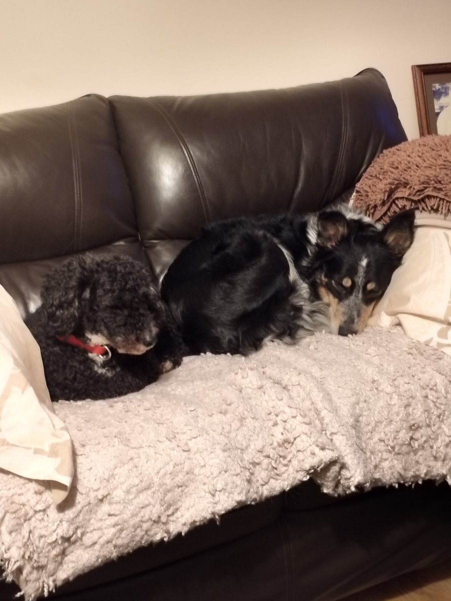 ad2johnson2's tweet photo. @JaneyGodley My gorgeous doggies xx https://t.co/dspi010AyW