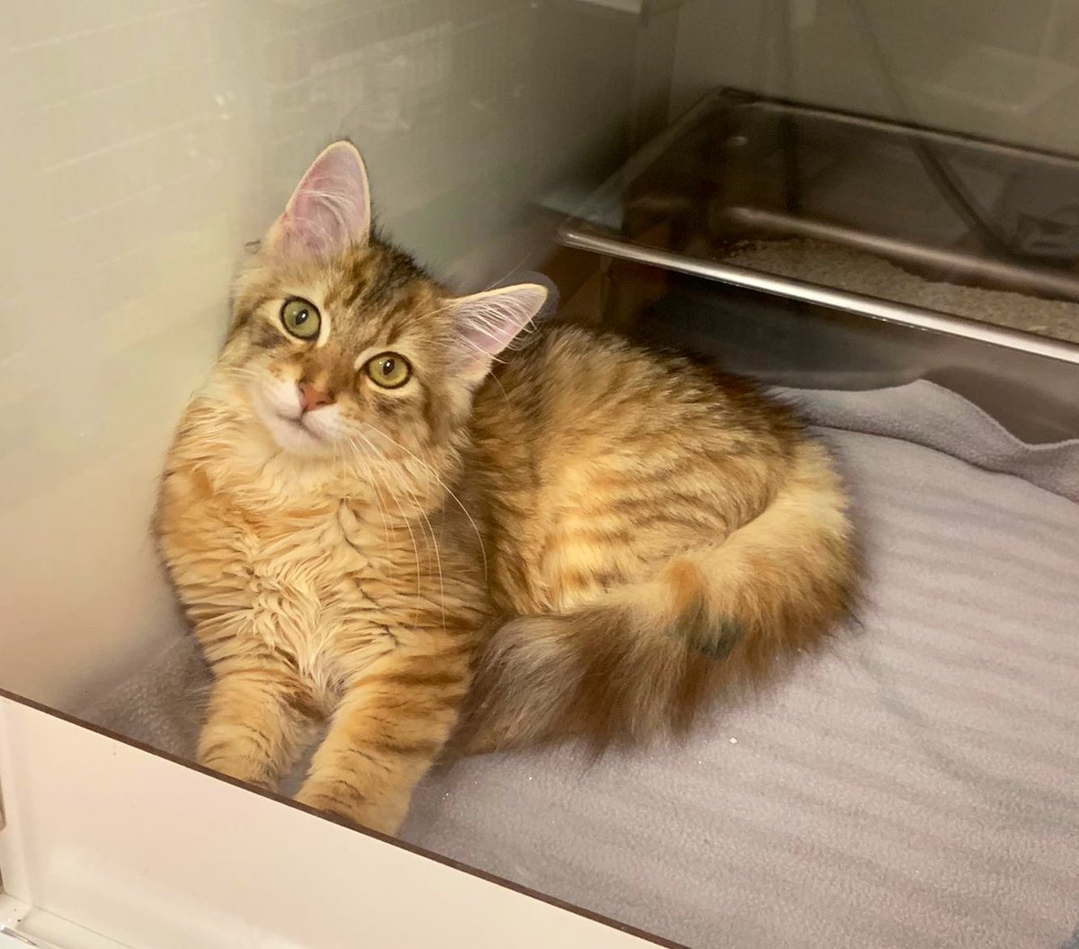 Deze moet vanavond nog naar huis, toch!?
Wat een plaatje 🥰 binnengebracht, gevonden omgeving #Diemerplein #Diemen #gevonden #help