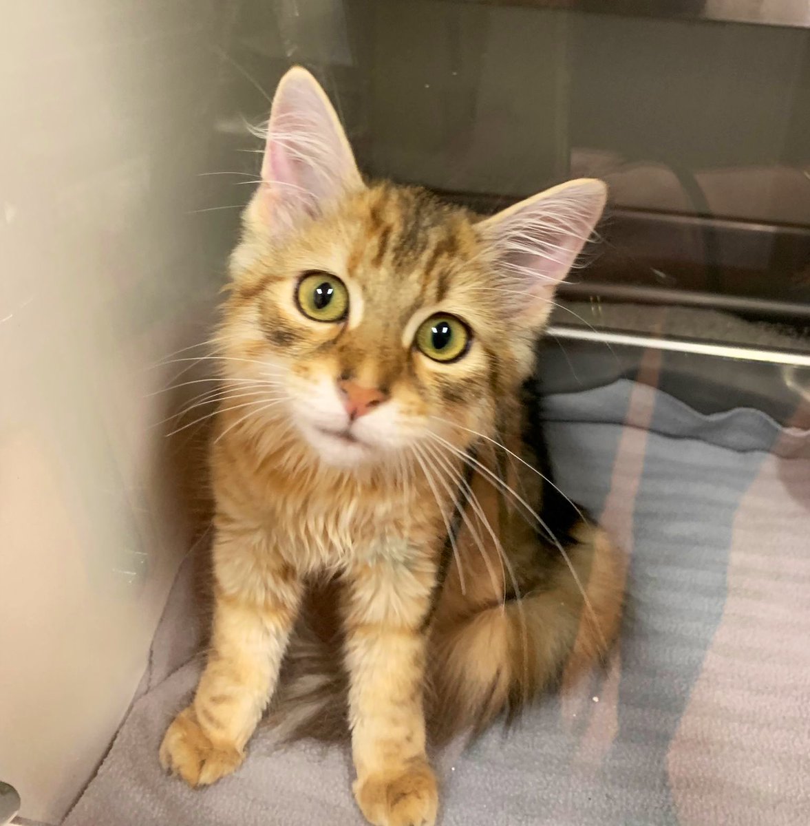 DierenAmsterdam's tweet photo. Deze moet vanavond nog naar huis, toch!?
Wat een plaatje 🥰 binnengebracht, gevonden omgeving #Diemerplein #Diemen #gevonden #help https://t.co/o7npTHDjl4