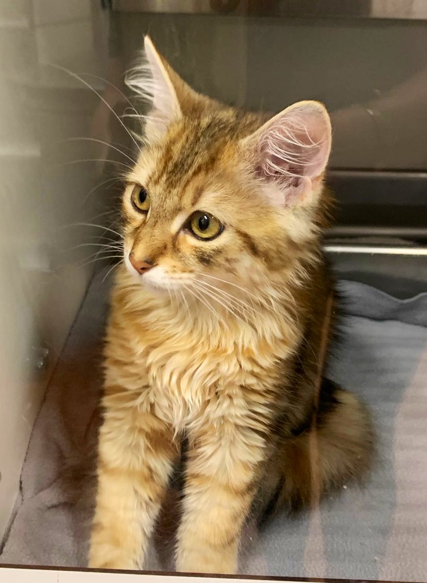 DierenAmsterdam's tweet photo. Deze moet vanavond nog naar huis, toch!?
Wat een plaatje 🥰 binnengebracht, gevonden omgeving #Diemerplein #Diemen #gevonden #help https://t.co/o7npTHDjl4