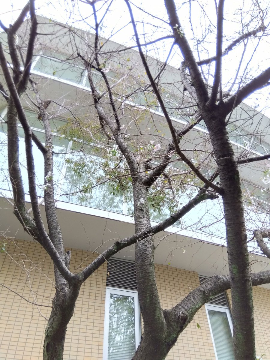 jun221atsu103's tweet photo. #十月桜　今年も桜が咲きました。と、言う言い方はやはり今の時期変ですよね。でも、桜は咲きました。昨年も今の時期こうツイートして気候変動による狂い咲きかと書いたところ 、VIVIちゃんさんから、10月に咲く品種だと教えてもらいました。春のように満開に咲きことはなく、ひっそりと咲いています。 https://t.co/3571VuDVO6
