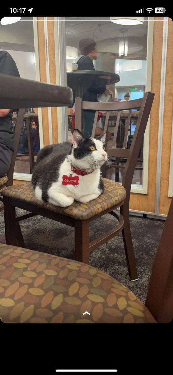 georgecampuscat's tweet photo. i mad e it https://t.co/hpo04MJF7Y
