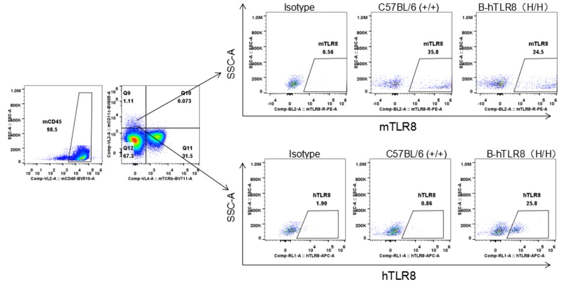 bio_mice's tweet photo. Members of the toll-like receptor (TLR) family, including TLR8, can activate signaling cascades leading to a pro-inflammatory cytokine response. As TLR agonists are currently being explored as an attractive approach to cancer immunotherapy, our B-hTLR8 model is popular. https://t.co/vD4Z3mlMjl