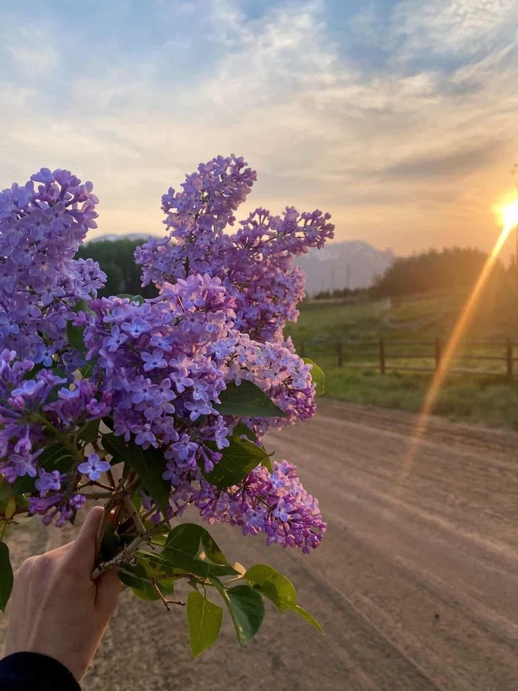 Morun güzelliği 💜