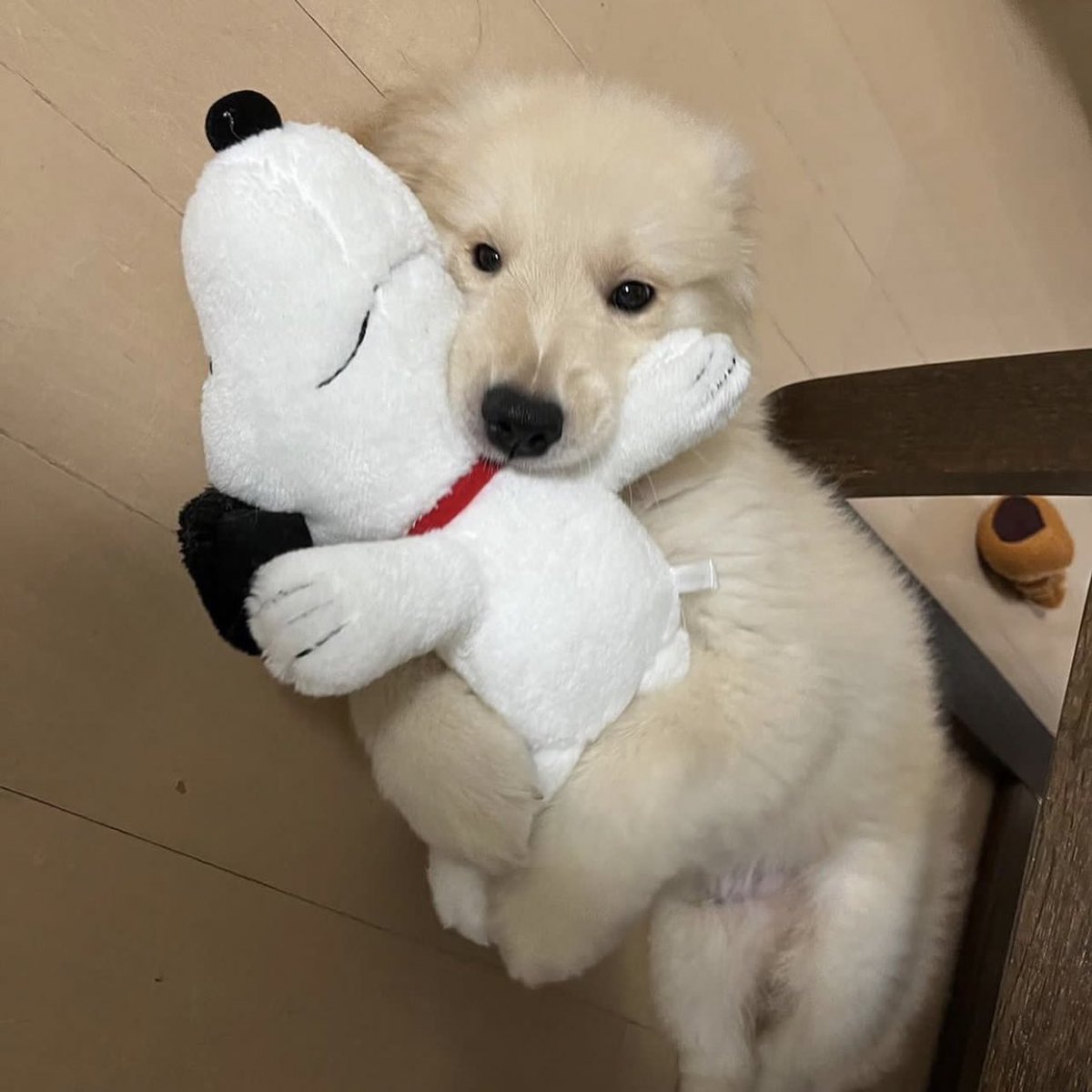 takemybear 🐶 tweet media