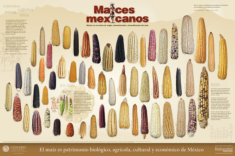 ProfASharma's tweet image. El Día del Maíz celebra nuestra conexión profunda con este cultivo ancestral. Es más que alimento; es cultura, historia y tradición. Desde las civilizaciones prehispánicas hasta hoy, el maíz ha sido el corazón de nuestra dieta y economía. ¡Viva el maíz!🌽 #DíaDelMaíz #DrSharma