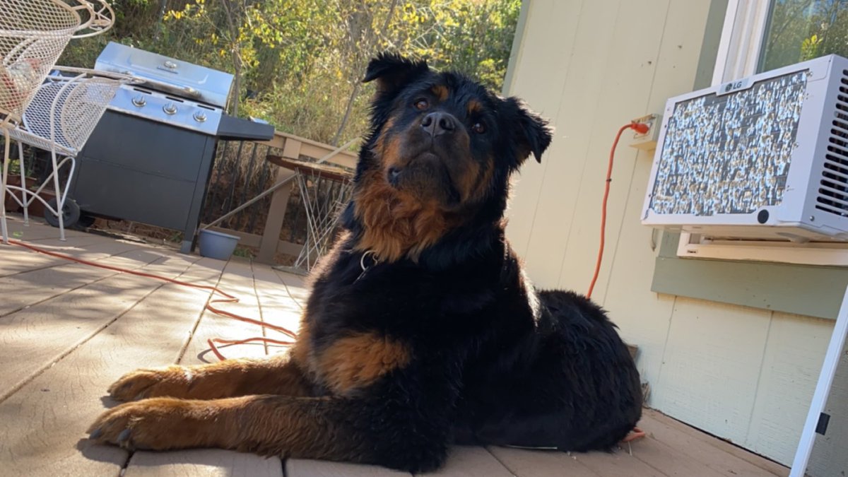 AmantCourtney's tweet photo. She’s the goodest girl https://t.co/r3G4cERV59