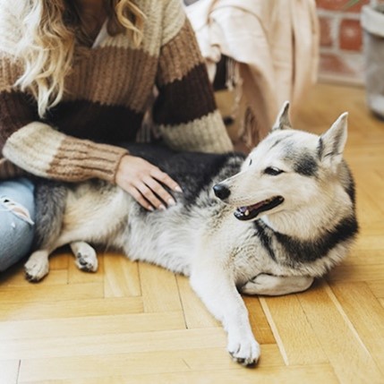 os_antonio's tweet photo. ¿Tienes un perro "potencialmente peligroso"? Recuerda que a partir del 29/09 será obligatorio tener un seguro para protegerle y protegerte. En #Allianz te ofrecemos las mejores coberturas para tu mejora amigo de 4 patas. ¡Infórmate sin compromiso! 🐶💙 #ProtegeLoGrande https://t.co/ByNuFnajDR