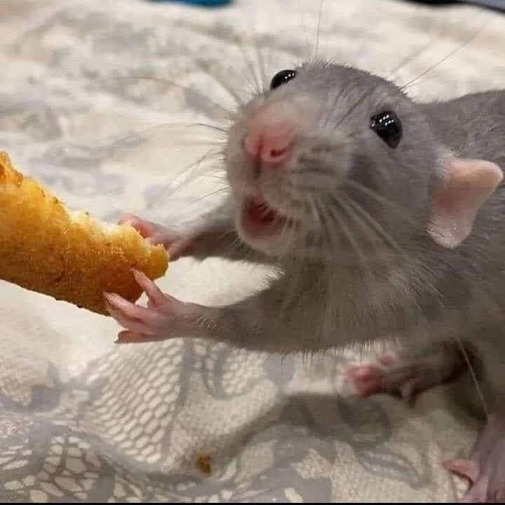 Los ratones no son monstruos, no son peligrosos  🐭
Cuando los encuentres simplemente coloca una jaula con un poco de queso y libéralos de nuevo en la naturaleza 🌾
Contrariamente a la creencia popular, no son animales sucios en absoluto, son más bien muy limpios e inteligentes.