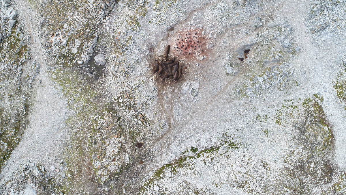 David W Johnston tweet media