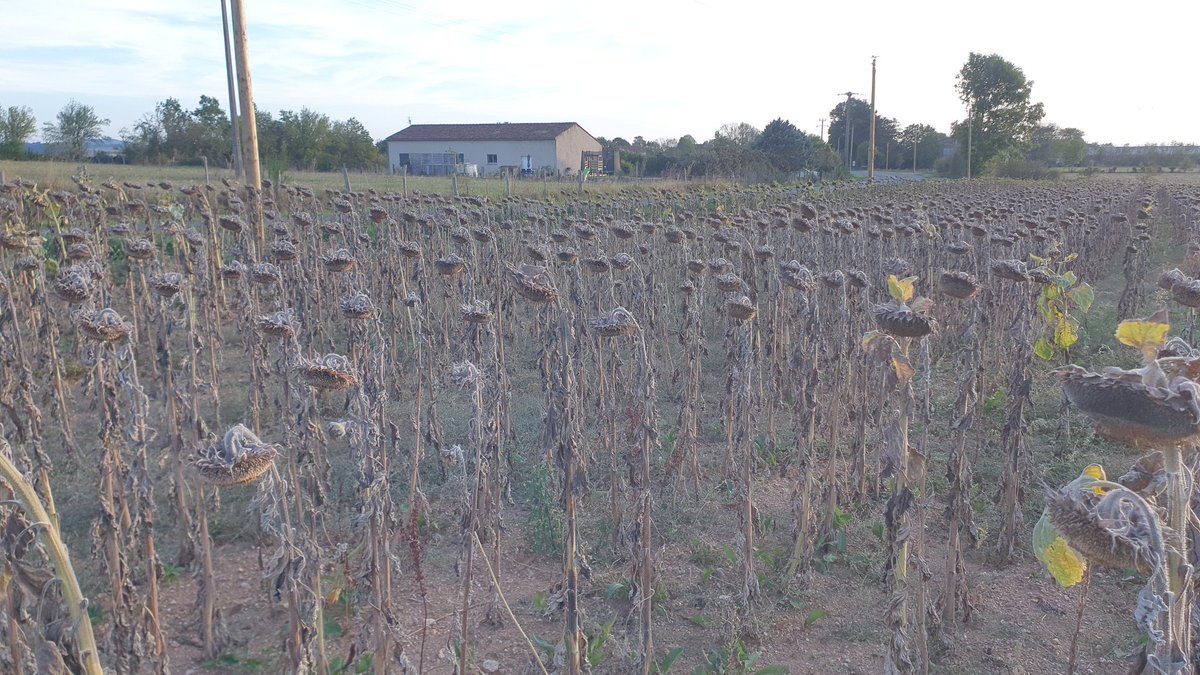 Laurent Gasc tweet media