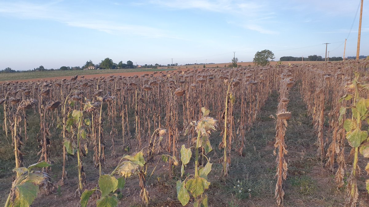 Laurent Gasc tweet media