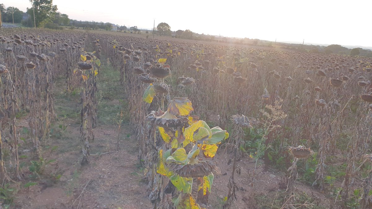 Laurent Gasc tweet media