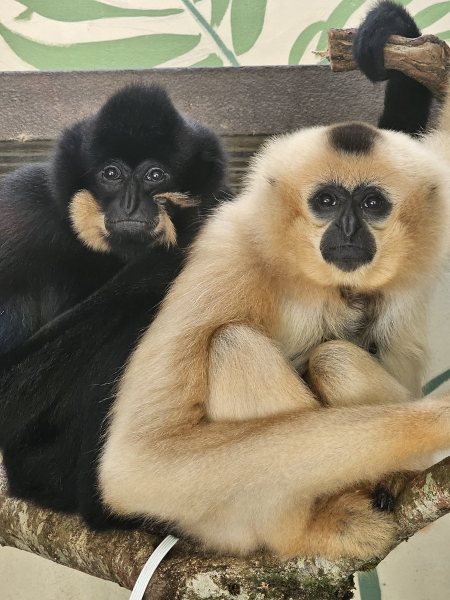 teamginge87's tweet photo. I love this photo I took of Kim and Tien at @MWApeRescue last month ❤️ https://t.co/oFuvJSozSi