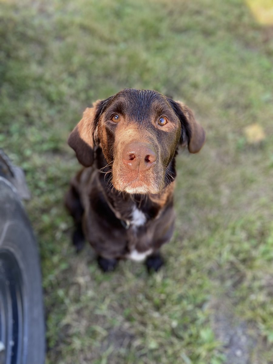 TStevensonAgris's tweet photo. Had some good help today out in the field, hard to say no to a face like that! #dogsofagris #bringingyouwhatsnext https://t.co/X9DMR8c4Jc