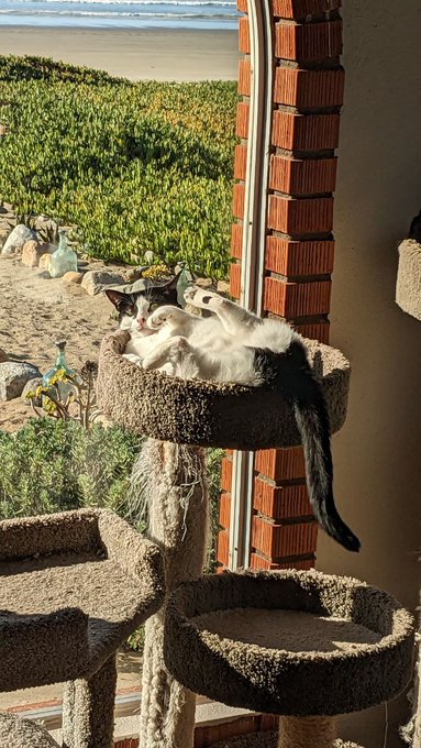 Miss Luna Petunia ☀️ https://t.co/GjtJm9F6Pf